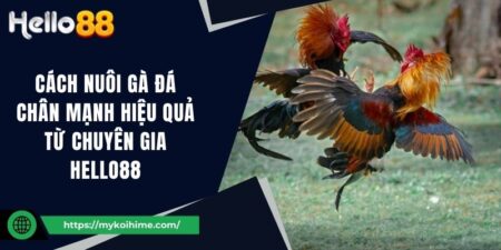 Cách nuôi gà đá chân mạnh hiệu quả từ chuyên gia Hello88 15 Cách nuôi gà đá chân mạnh hiệu quả từ chuyên gia Hello88