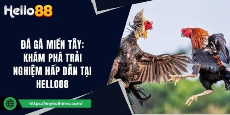 Đá Gà Miền Tây: Khám phá Trải Nghiệm Hấp Dẫn Tại Hello88 9 Đá Gà Miền Tây: Khám phá Trải Nghiệm Hấp Dẫn Tại Hello88